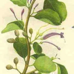 桑寄生的功效与作用,养生保健的天然良药